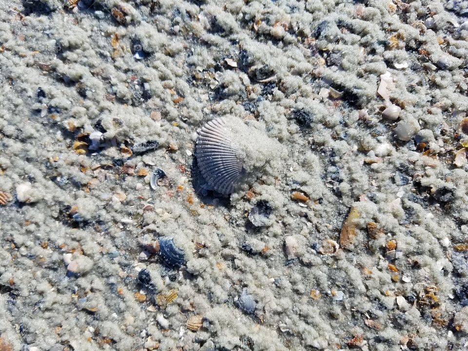 Sea Shells at Tybee Island 2