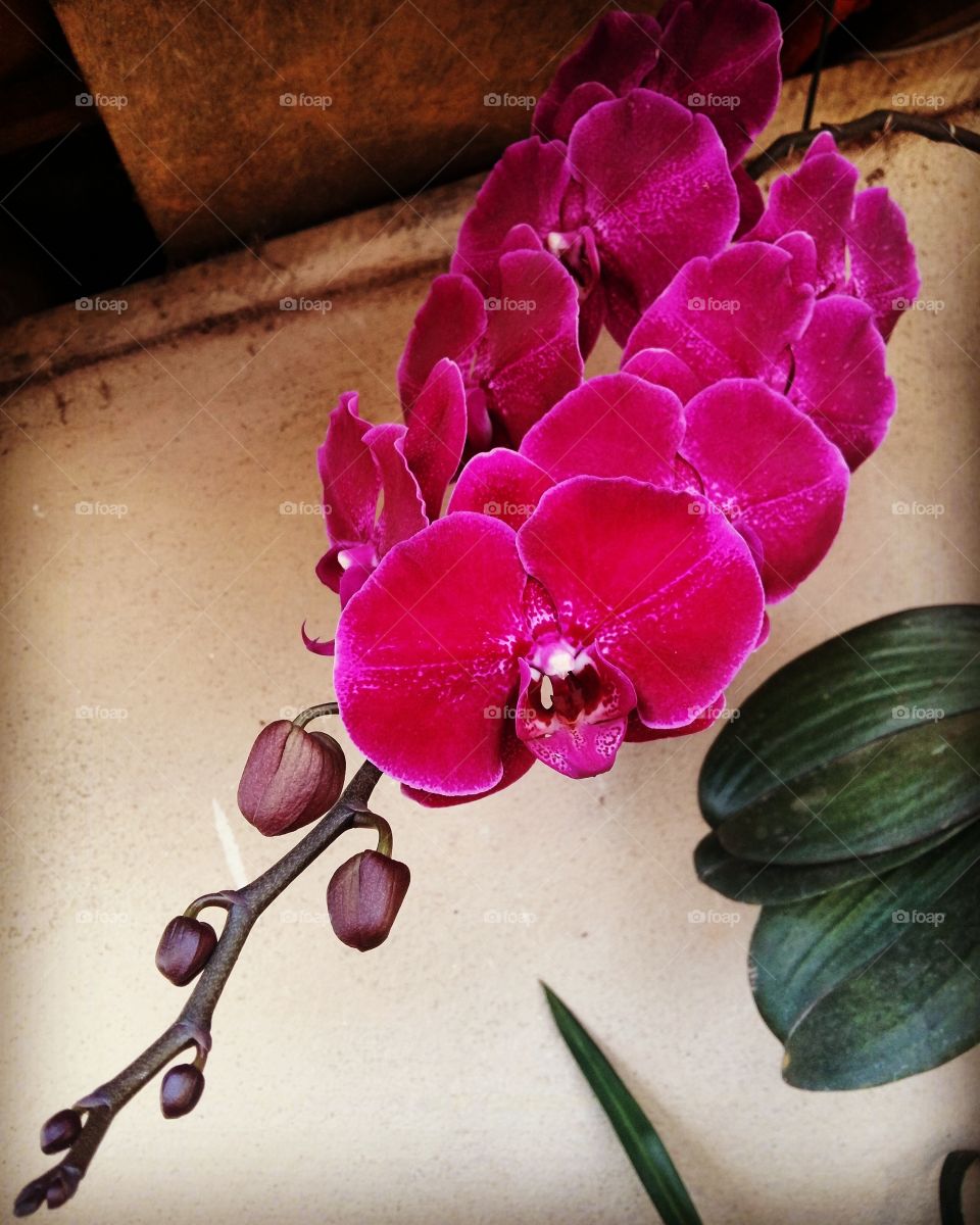 Orquídea vinho