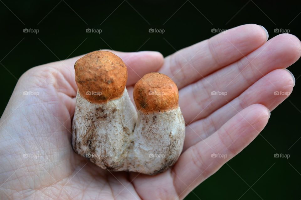 two orange cap boletus mushrooms in the hand gifts nature