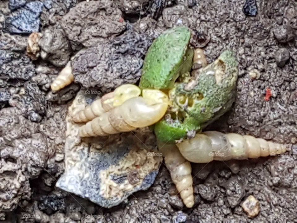 Nature insect conch shell closeup