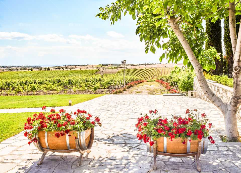 Vivid Vineyard Field And Red Flowers
