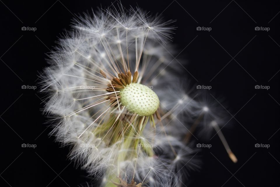 dried dandelion macro