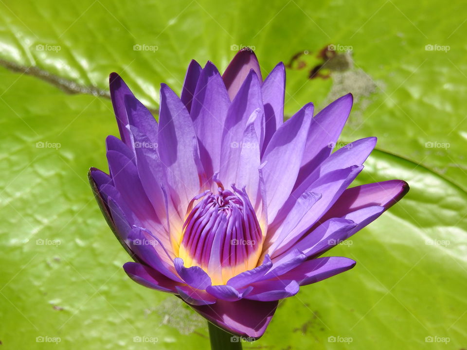 Purple lotus flower 