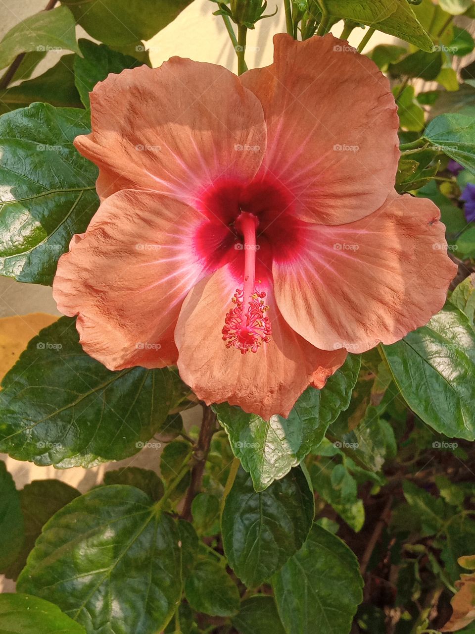 beautiful hibiscus 🌺🌻🌹🌷