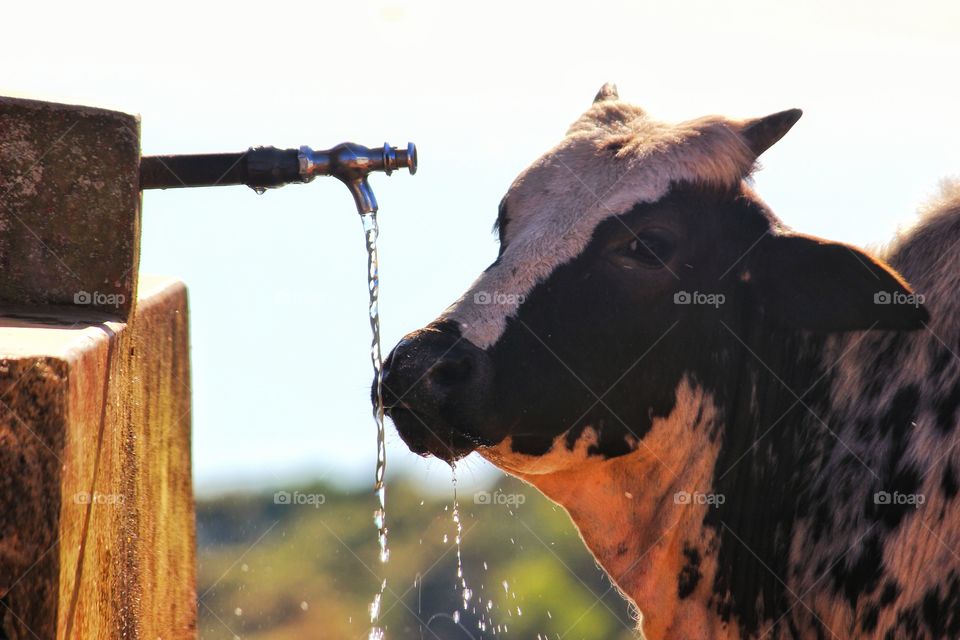 A thirst for life.......