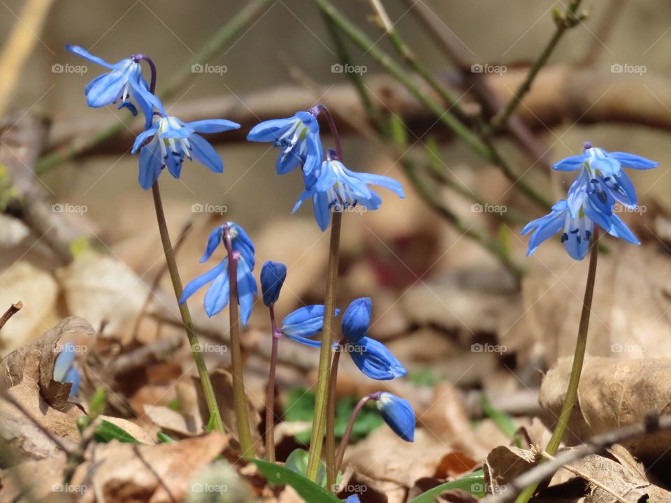 First spring flowers