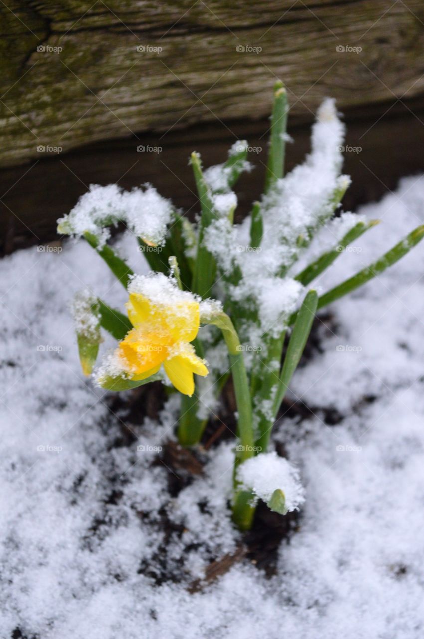 A late April snow fall covers a daffodil. 