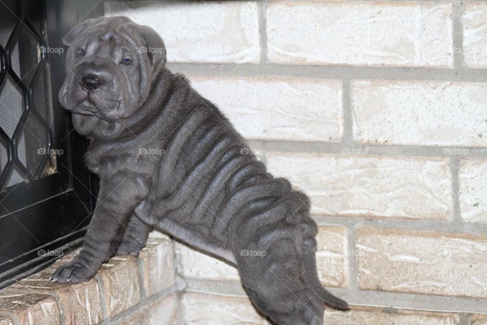 Puppy Sharpei