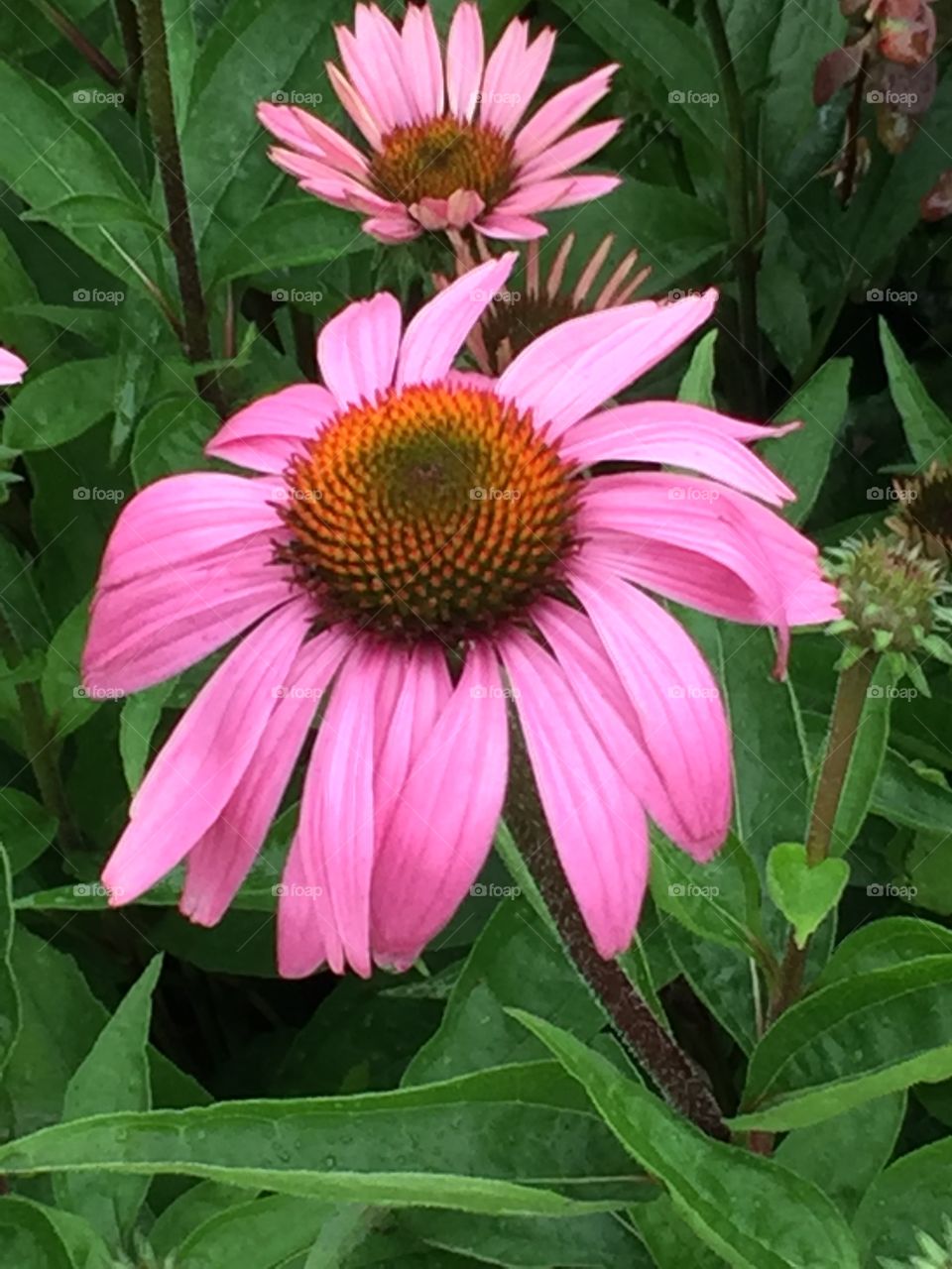 Flowers soaking raindrop dew.