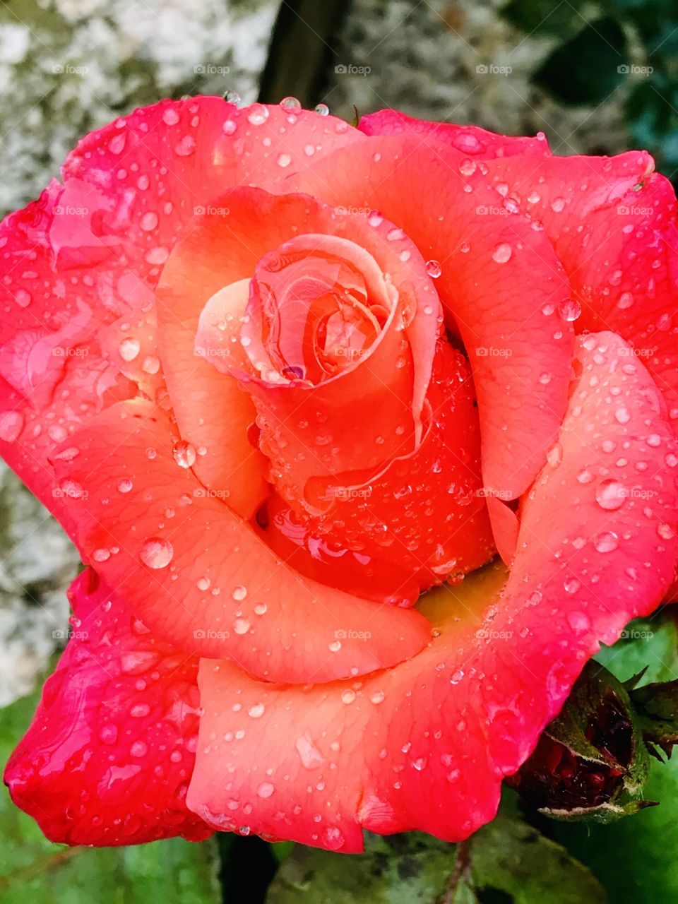 Rose in the garden after the rain 