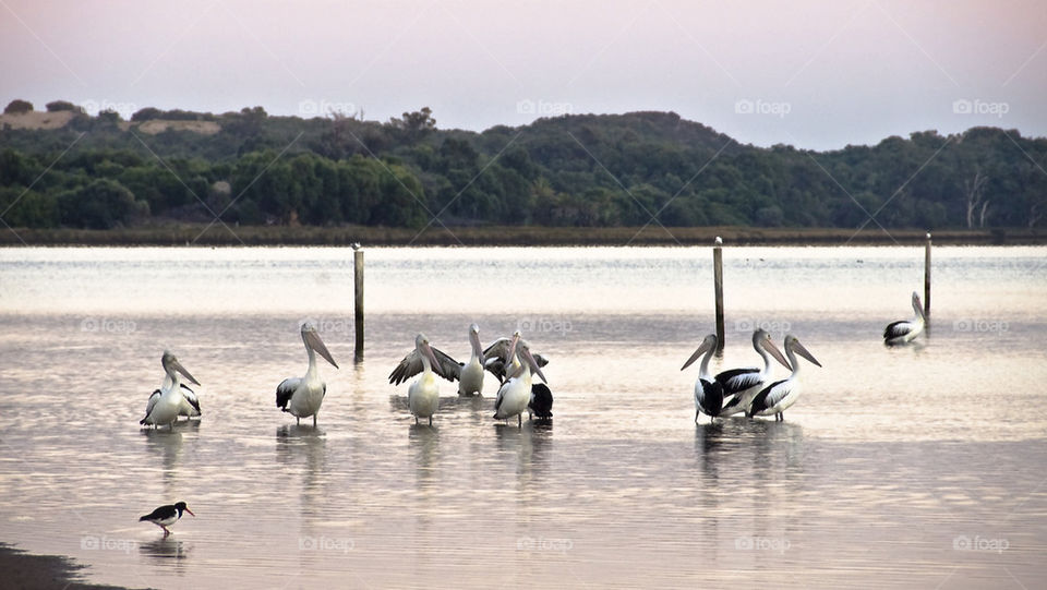 Pelicans