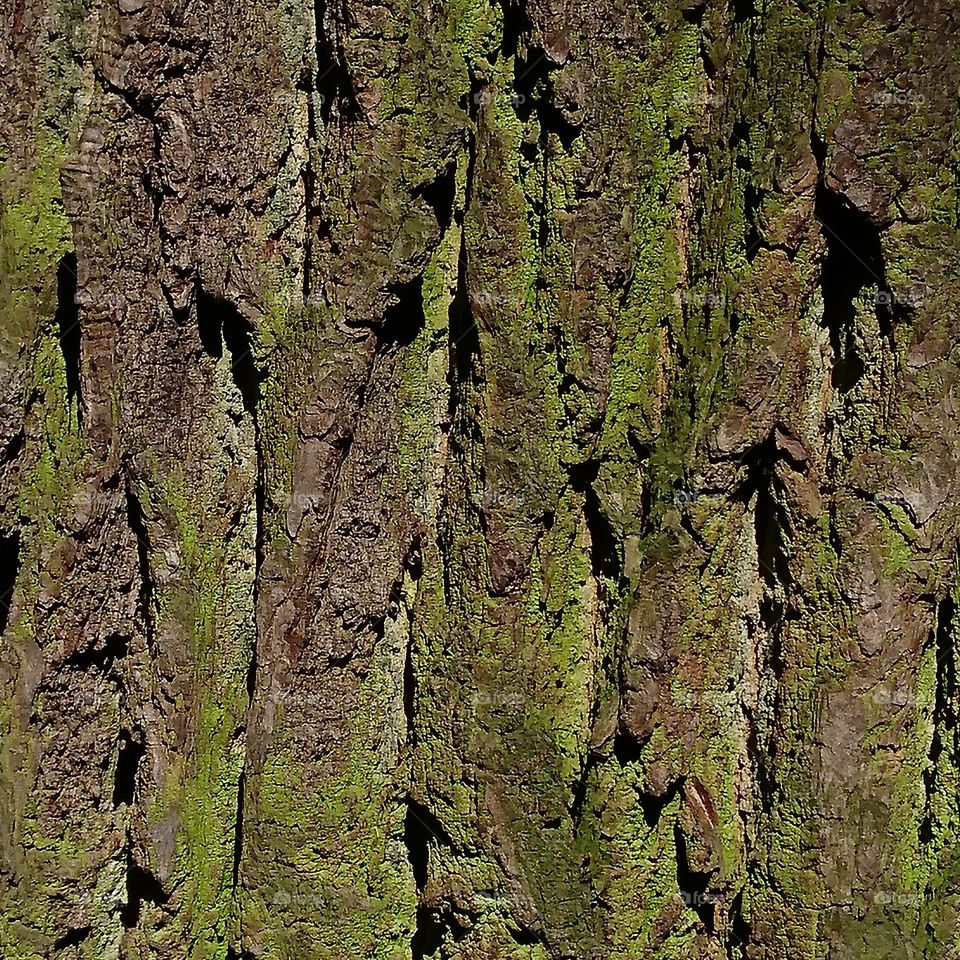 bark of tree 🎄