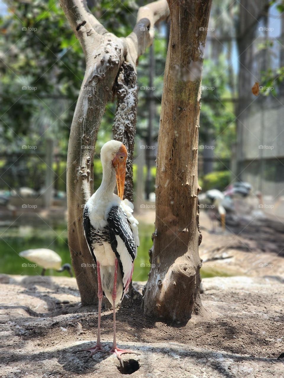 A serene capture of a Painted Stork standing gracefully amid natural surroundings, framed by tree trunks and lush greenery. The bird's elegant posture and vibrant plumage highlight the beauty of wildlife in its habitat.
