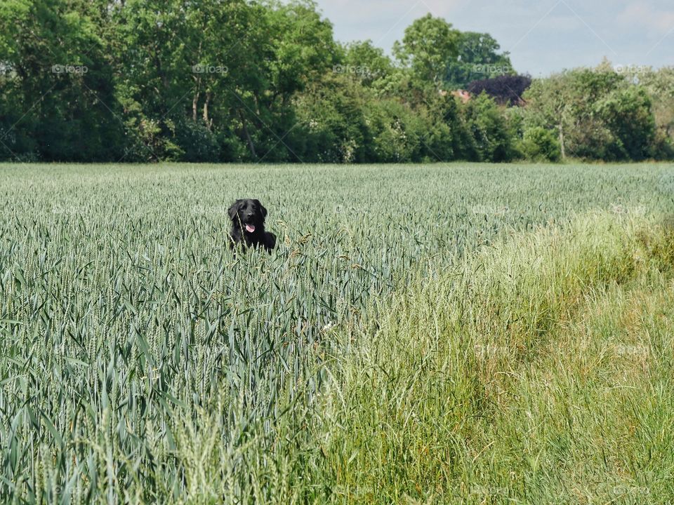 Dog in cornfield