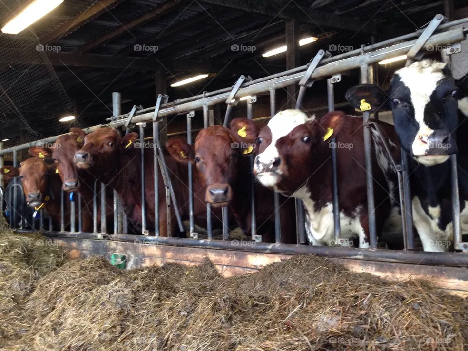 Cows
