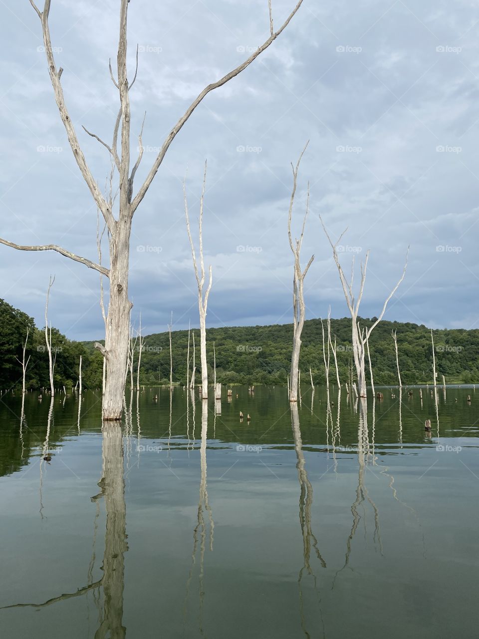 Trees in the water on a reservoir 