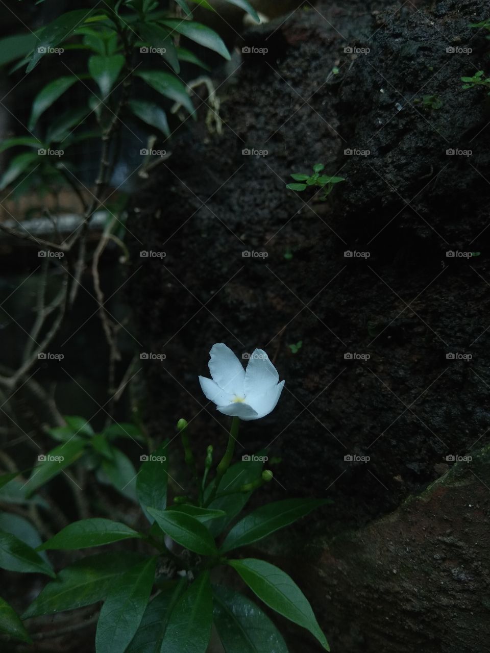 Little white flower.