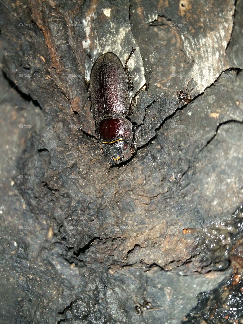 Stag beetle