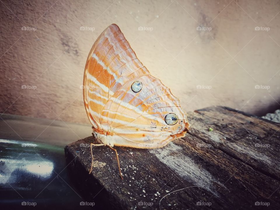 Butterflies fly away