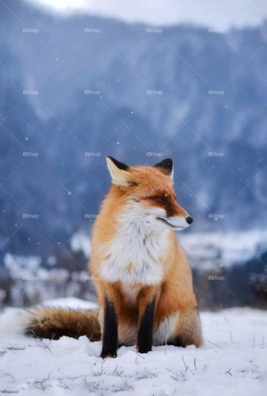 The thoughtful fox