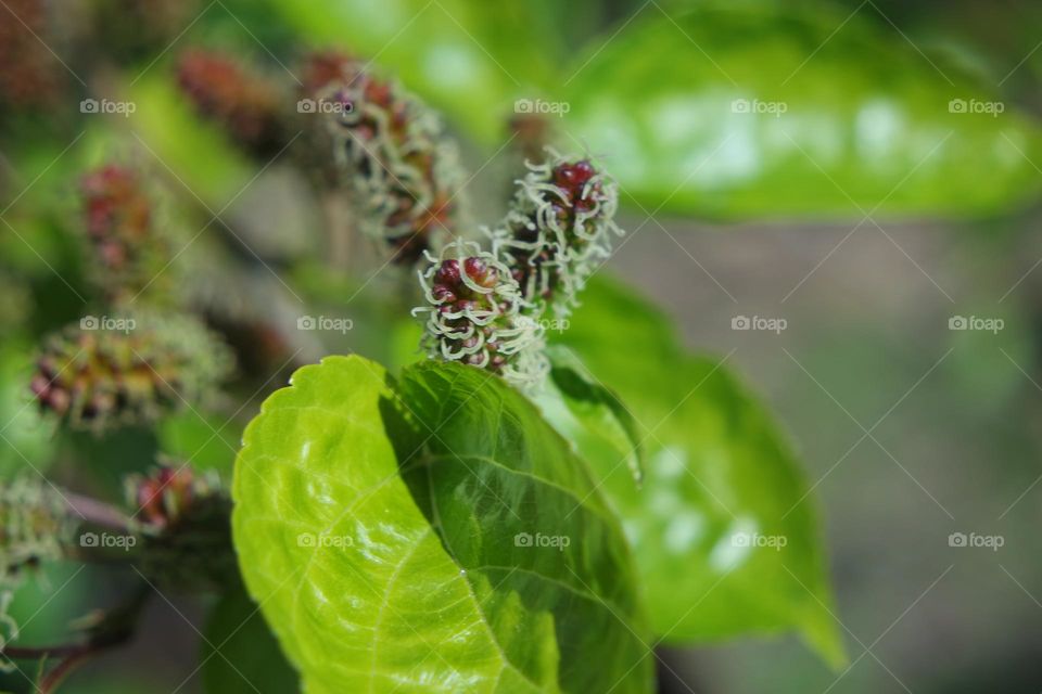 Weird wiry plants sitting out in the sun confusing and looking nothing of what we normally see.
