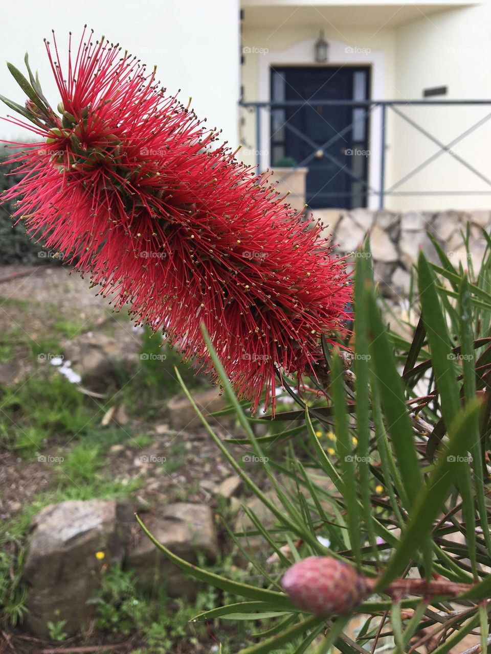 Red bottle brush flower 