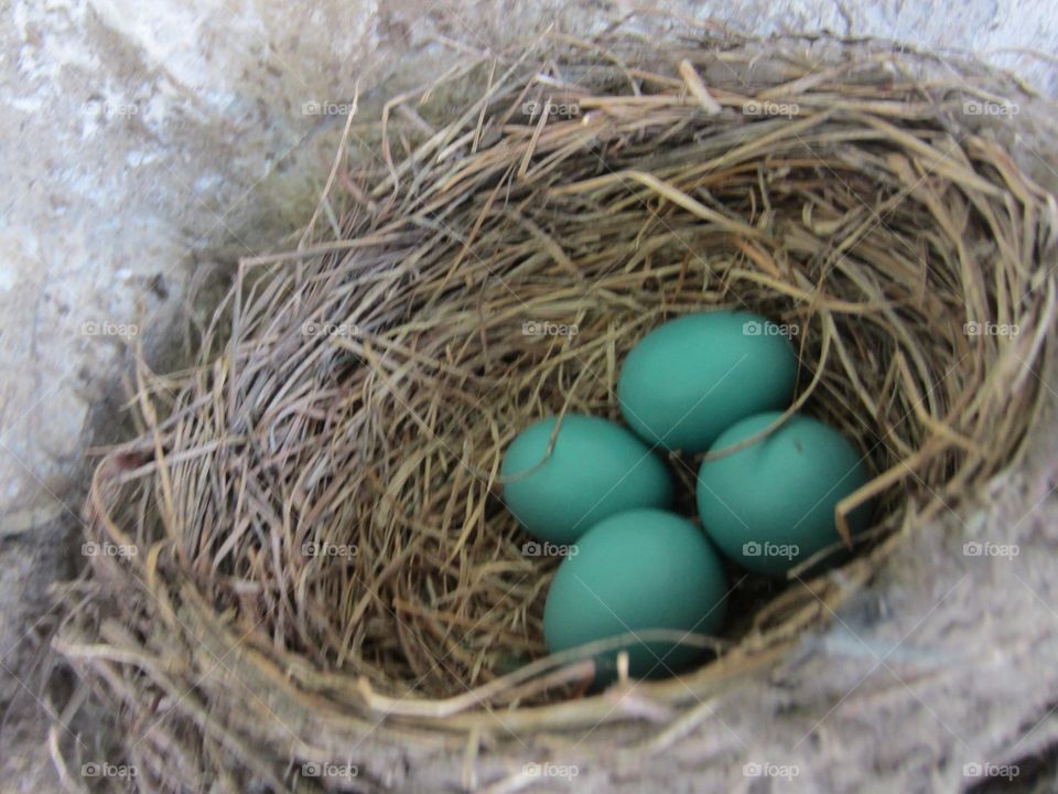 Robin’s nest with eggs