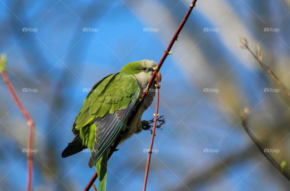 Parrot on a branch