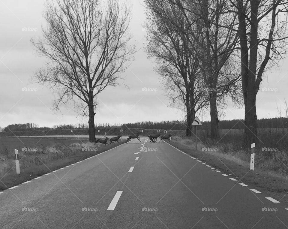 Dears crossing the road