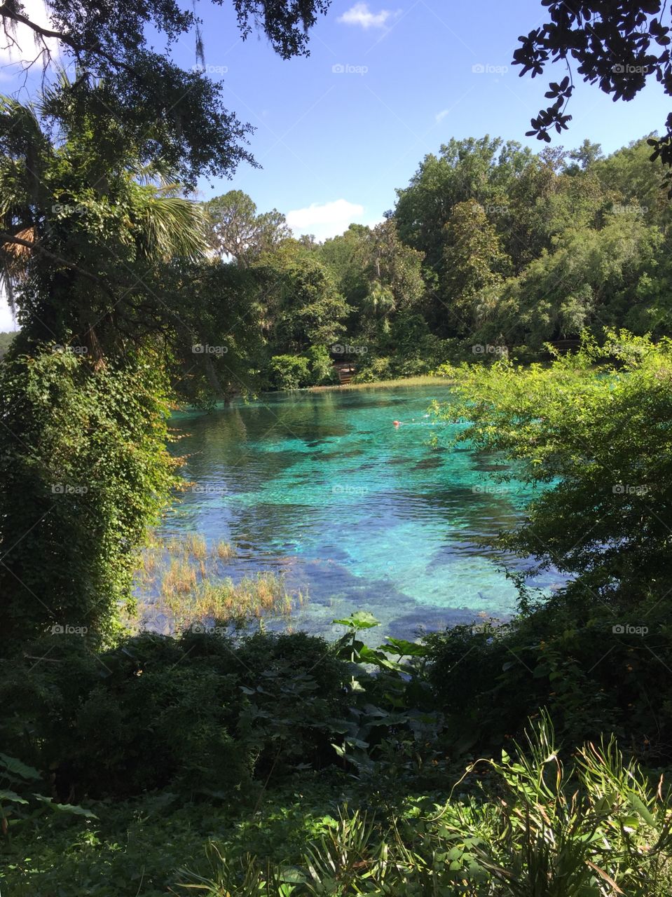 Rainbow Springs in Marion County Florida, Head Springs to the Rainbow River