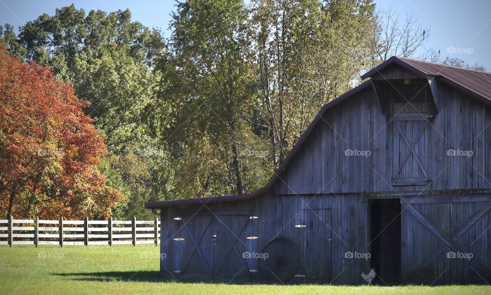 A chicken stands near the door of a rustic barn on a warm, sunny, Autumn day near Nashville, Tennessee 