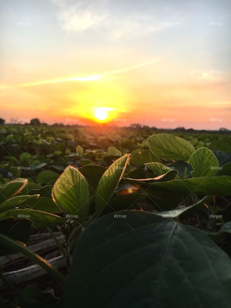 soybean at dusk