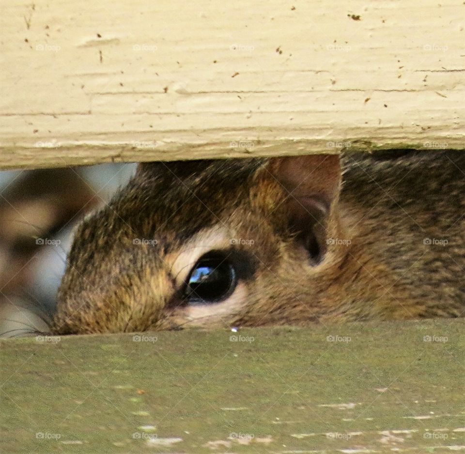 Chipmunk peeks out