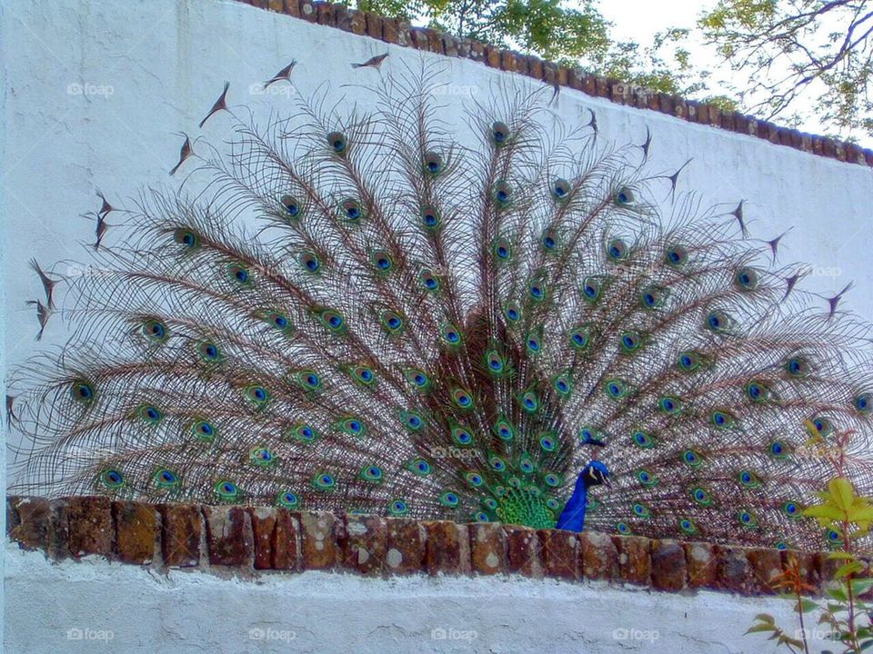 Peacock plumage