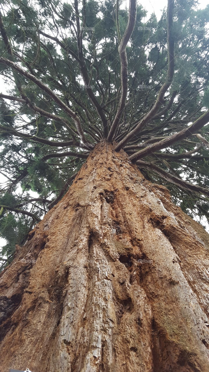 giant redwood looking up