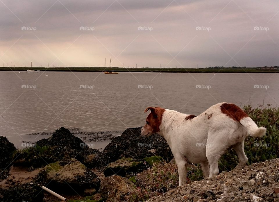 Jack Russell looking out at river