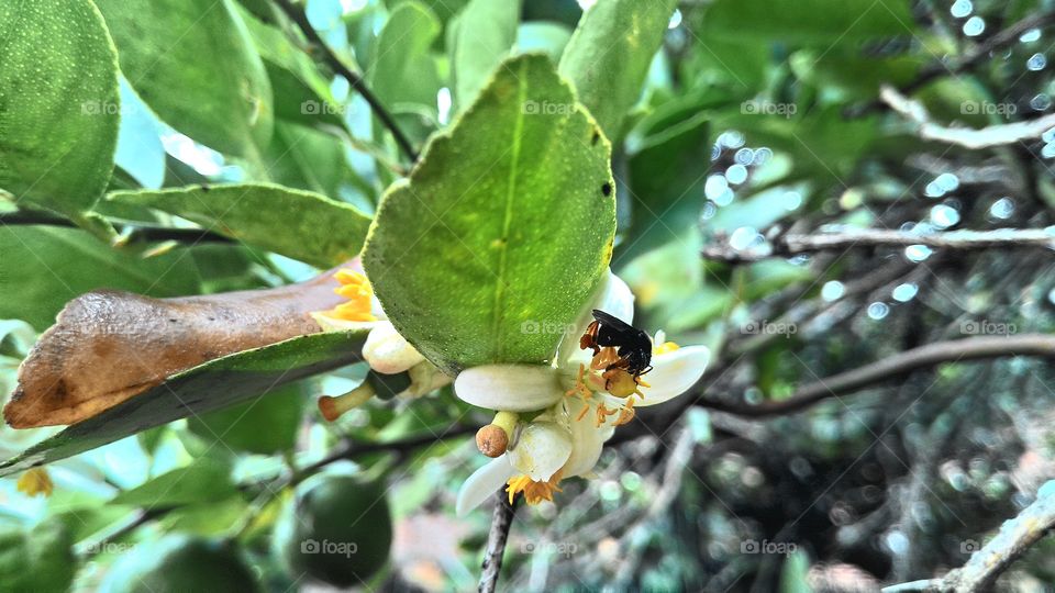 Pollination of lemon