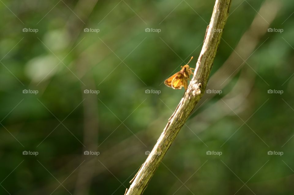 A beautiful butterfly performs ballet scaling a plant branch in the woods.