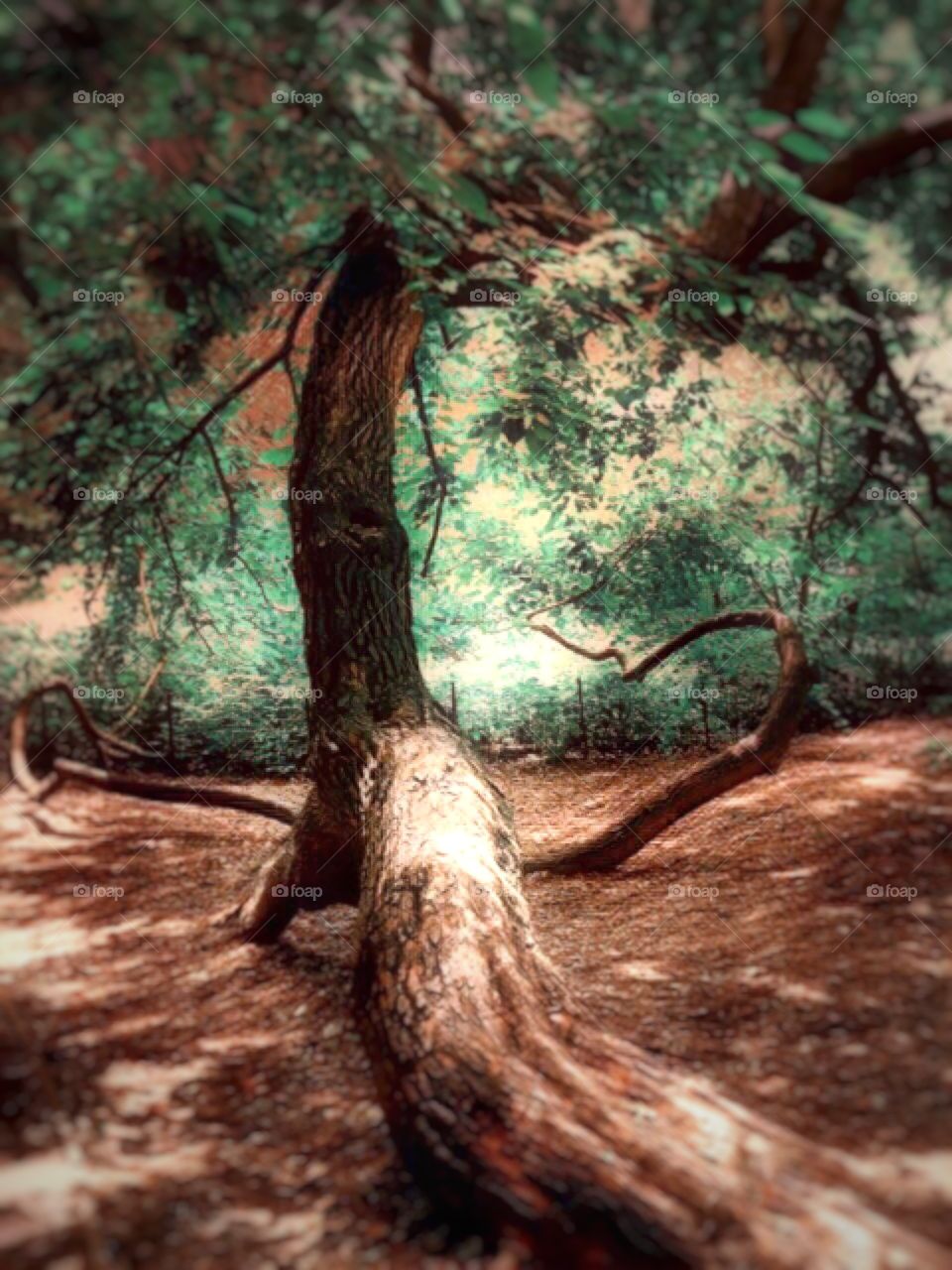 Oak Tree - Naturalist Walk, Central Park, New York City.