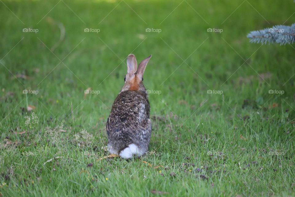 Rabbit sitting on the grass