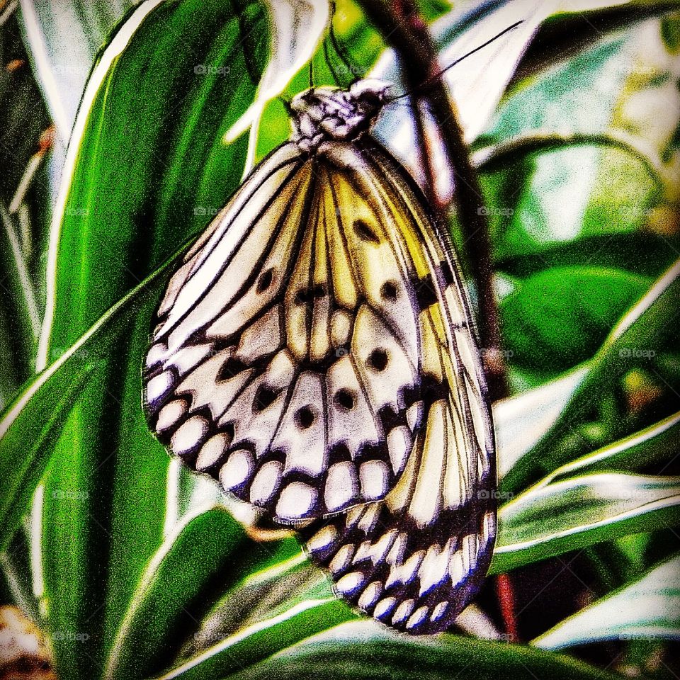 The Butterfly at Rest
