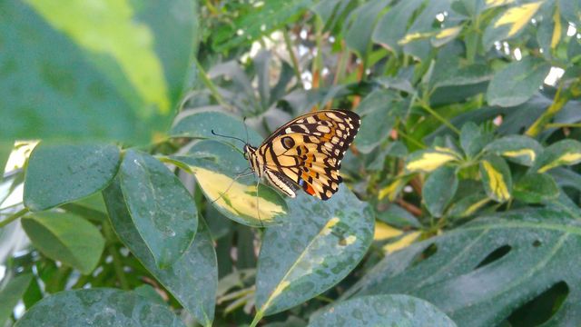 Butterfly