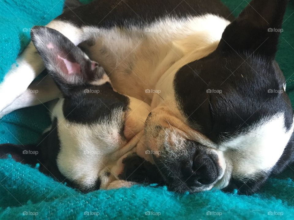 Sleeping is the primary task of a Boston Terrier and this mom and daughter pair must be snuggled together!