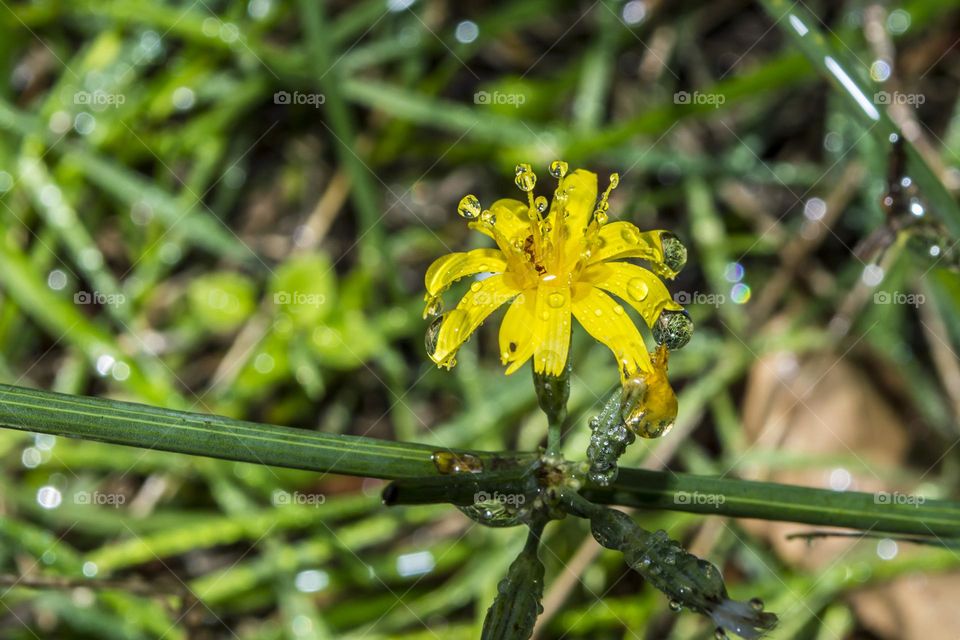 Chondrilla juncea.