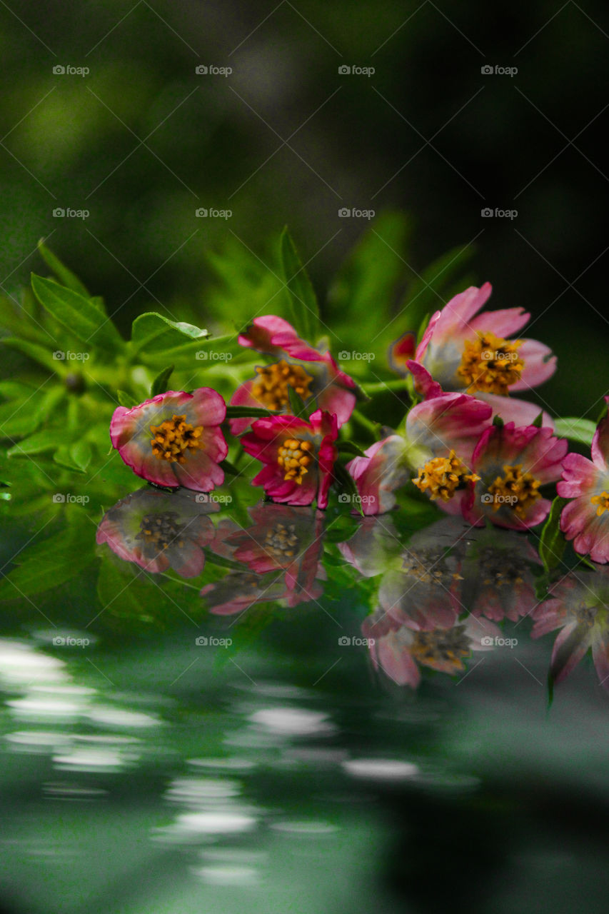 pink colour flowers with water reflection