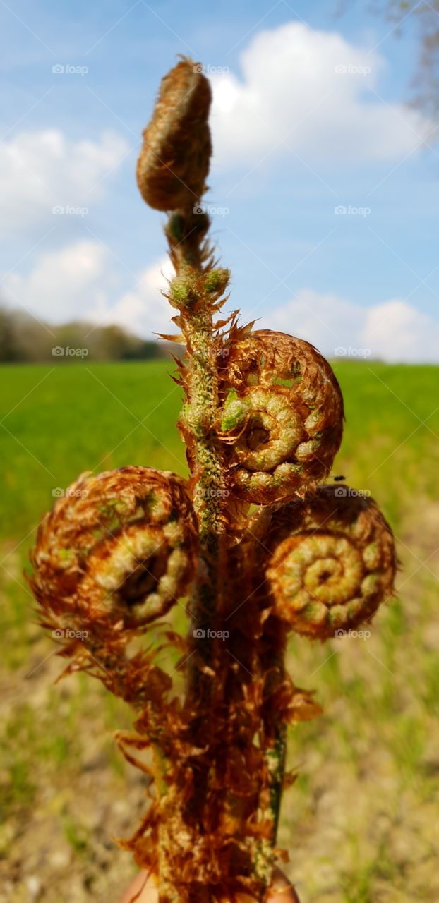Fiddlehead fern