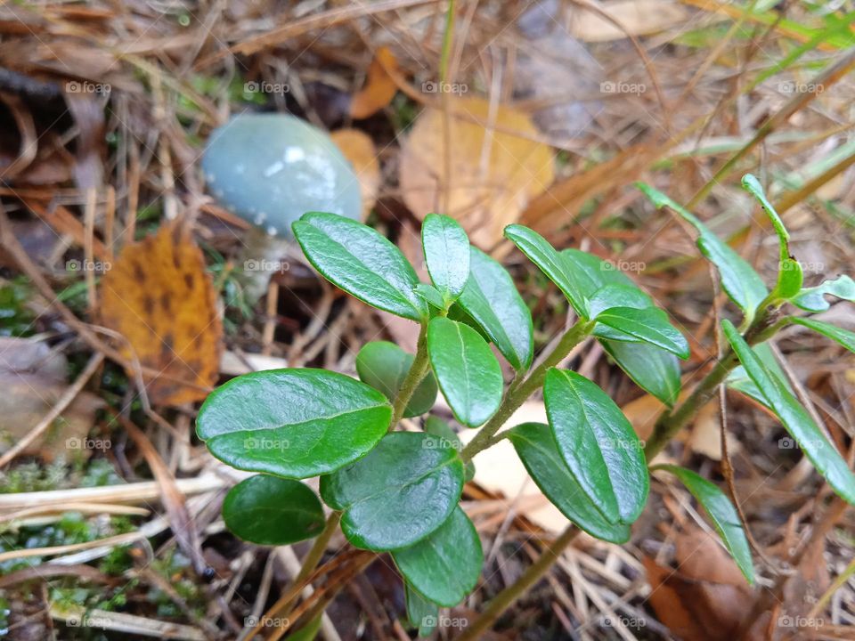 blueberry bush