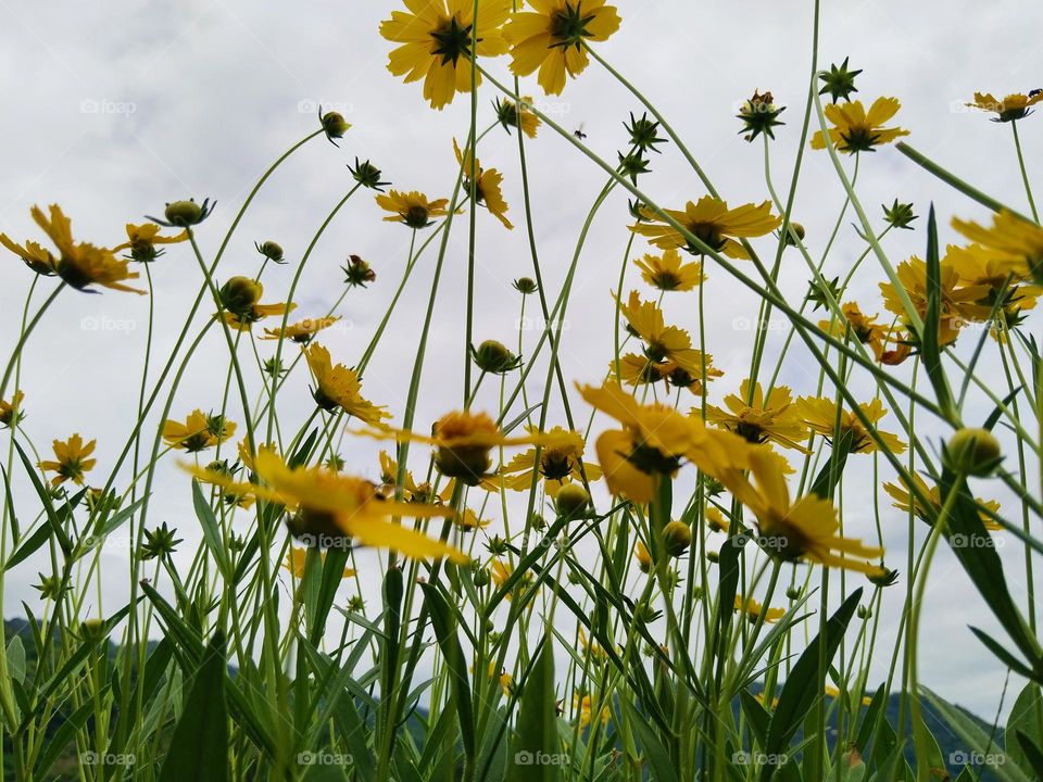 Flowers.