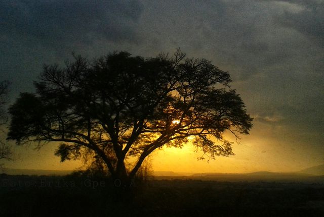 Sun through  tree, sun, nature,reflection,landscape,shining,sunrise,sunset,sunlight,sunshine,dawn,tree,sunset,spring,summer