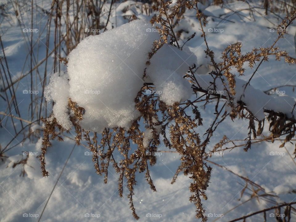 Deep snow covering plants, winter in Poland